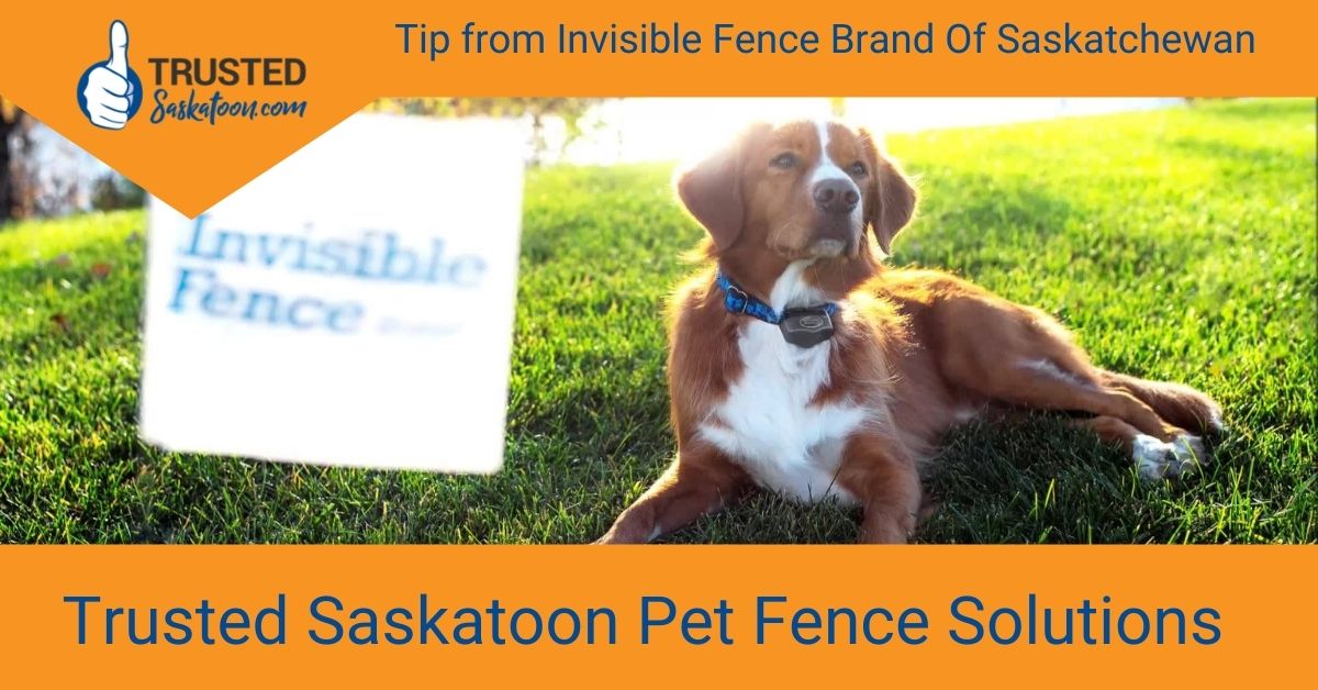 Trusted Saskatoon Blog  Solange of Invisible Fence Brand of Saskatchewan  Answers the Question - Do Your Collars 'Shock'?