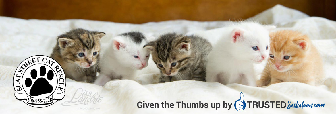 SCAT - Street Cat Rescue 